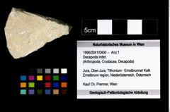 Foto (Objekt + Etikett) von Decapoda indet.  (NHMW-GEO-1990-0041-0400)